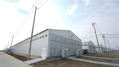 H dactylographient l'équipement automatique de volaille de cages de batterie de cage de poulet de 4 rangées